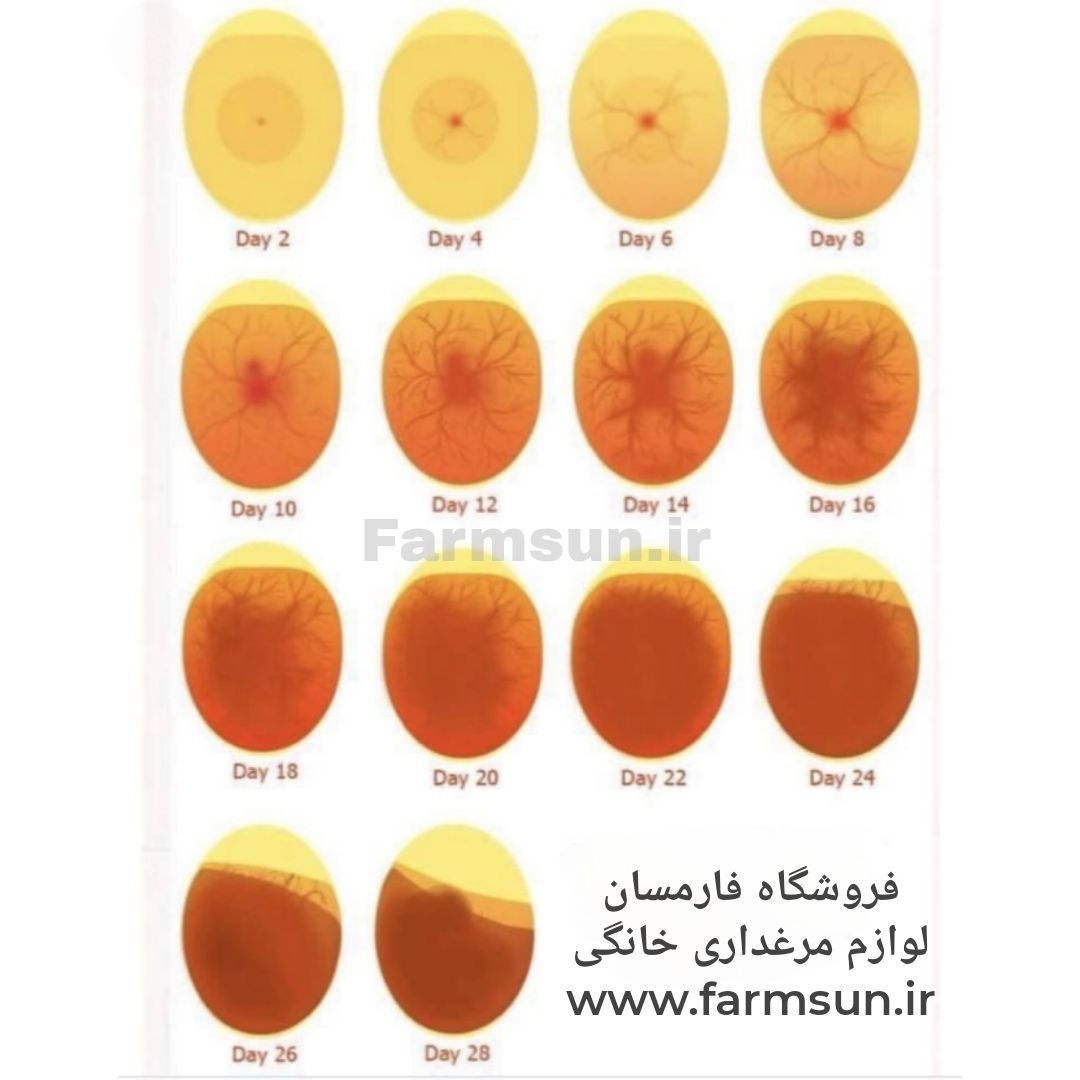 نطفه سنجی یا نوربینی جوجه مرغ