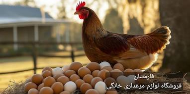 برنامه غذایی مرغ تخمگذار برای افزایش تولید تخم مرغ (برنامه هفتگی)