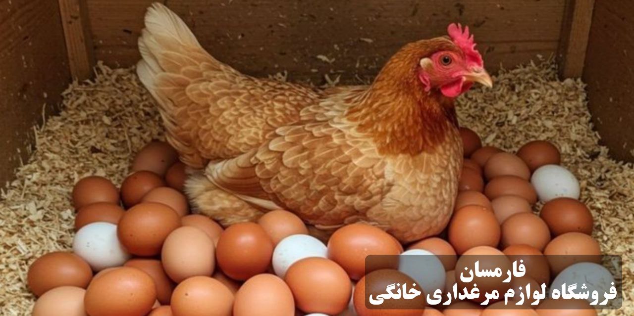 خوراک تقویتی برای افزایش تخم گذاری مرغ تخم گذار