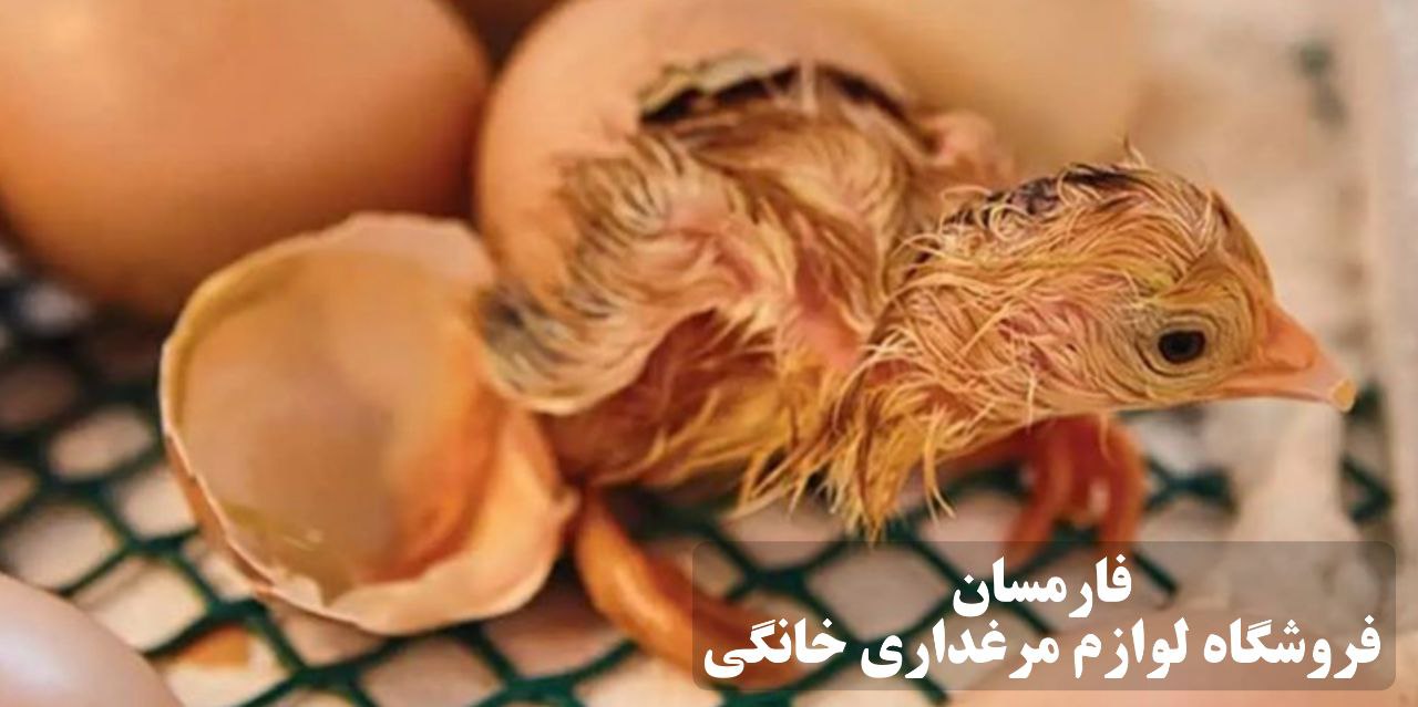 آموزش جوجه کشی اصولی با دستگاه