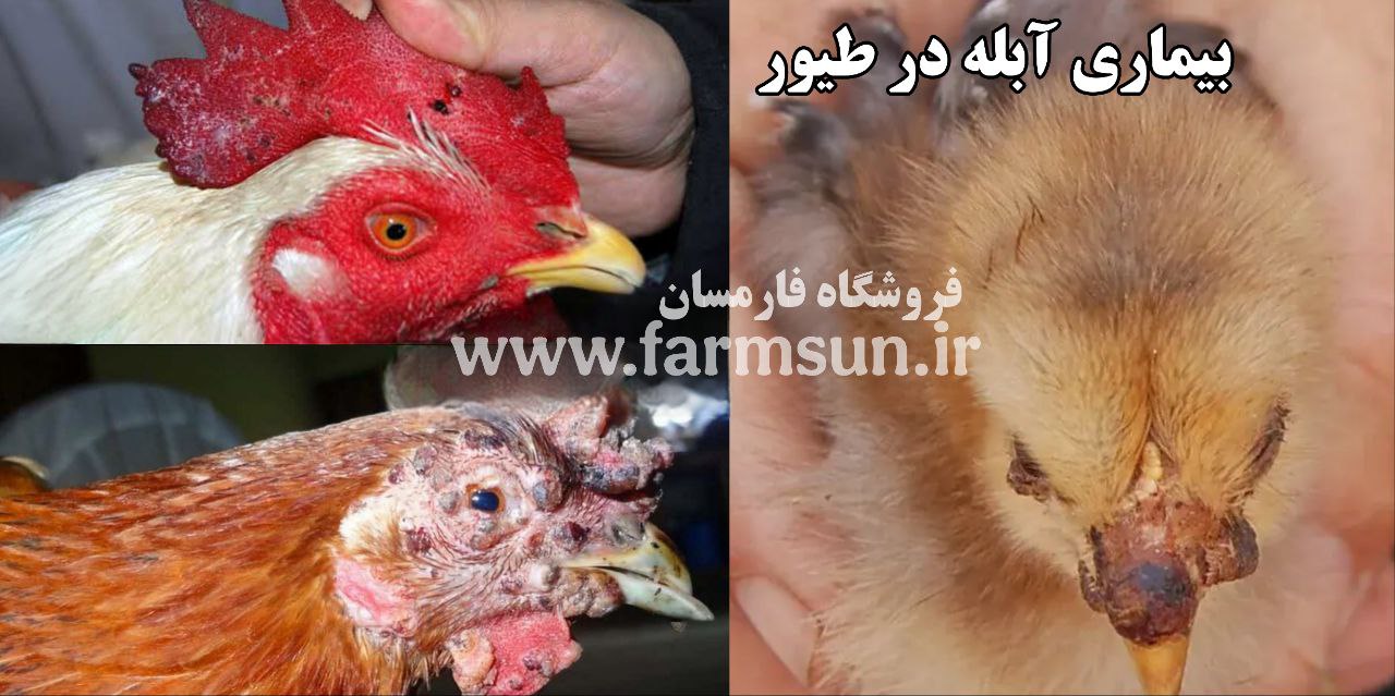 بیماری آبله مرغ در طیور و درمان آن