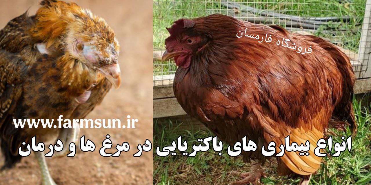 بیماری کوکسیدیوز و انگل در مرغ و درمان آن