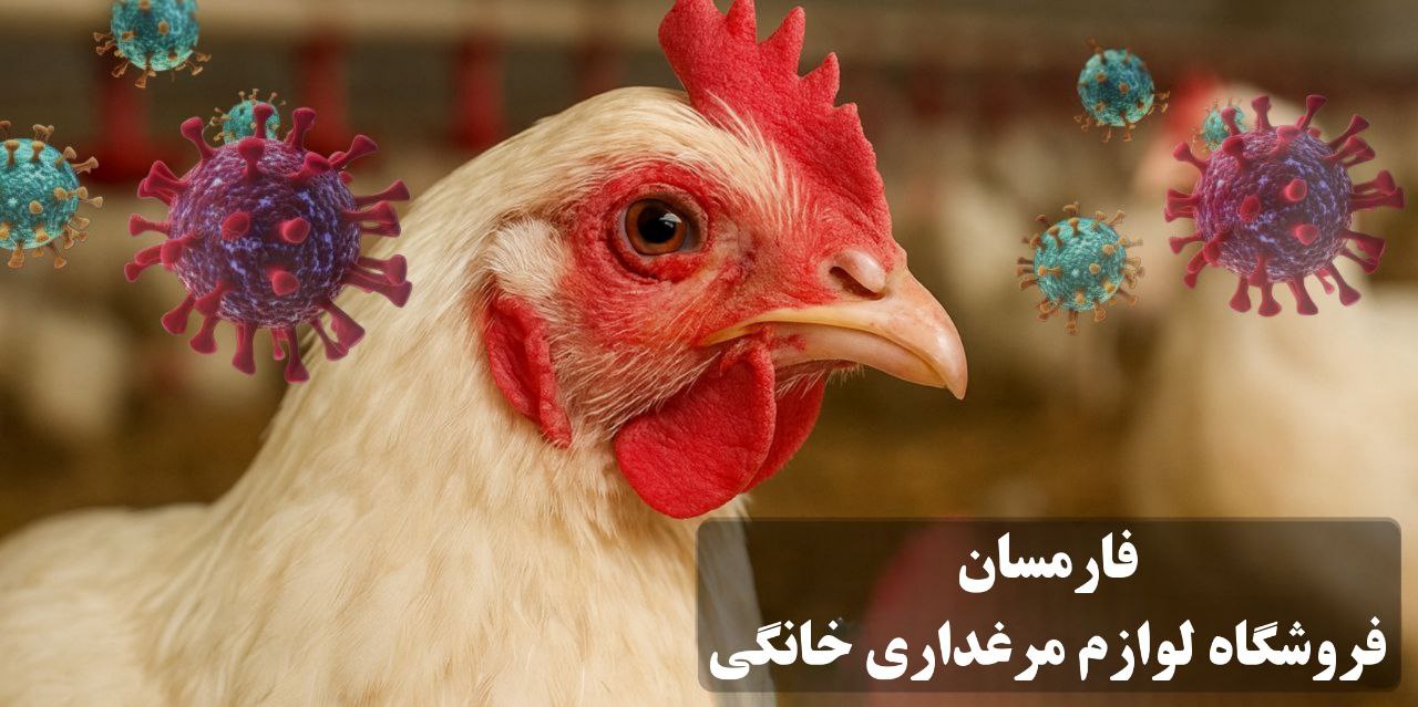 بیماری های رایج در مرغ تخمگذار و درمان آن ها