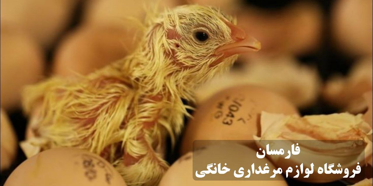چرا جوجه در تخم می میرد؟ اشتباهات رایج جوجه کشی