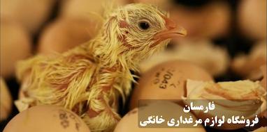 چرا جوجه در تخم می میرد؟ 10 اشتباه رایج در جوجه کشی و راه حل های عملی