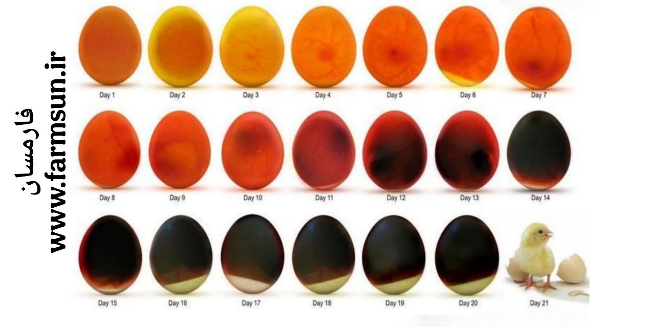 نطفه سنجی یا نوربینی جوجه مرغ