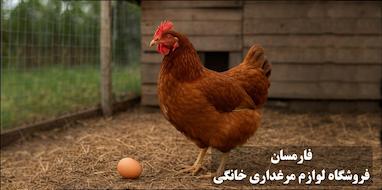 علت کاهش تخم گذاری مرغ و راه های افزایش تولید (تغذیه + مدیریت خانگی)
