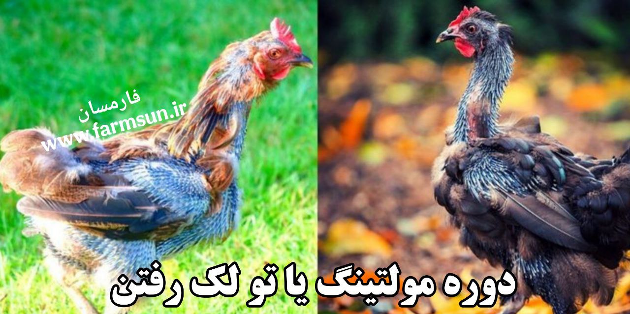 دوره مولتینگ یا تو لک رفتن مرغ ها