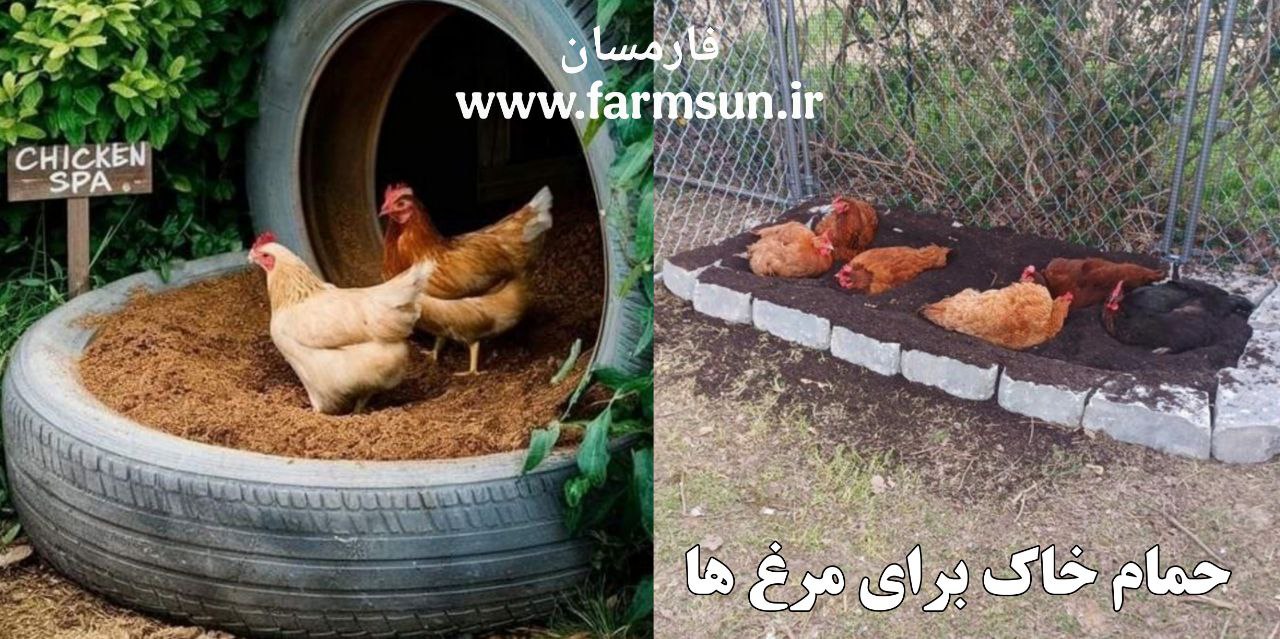 حمام خاک برای مرغ ها پیشگیری از شپش و کنه