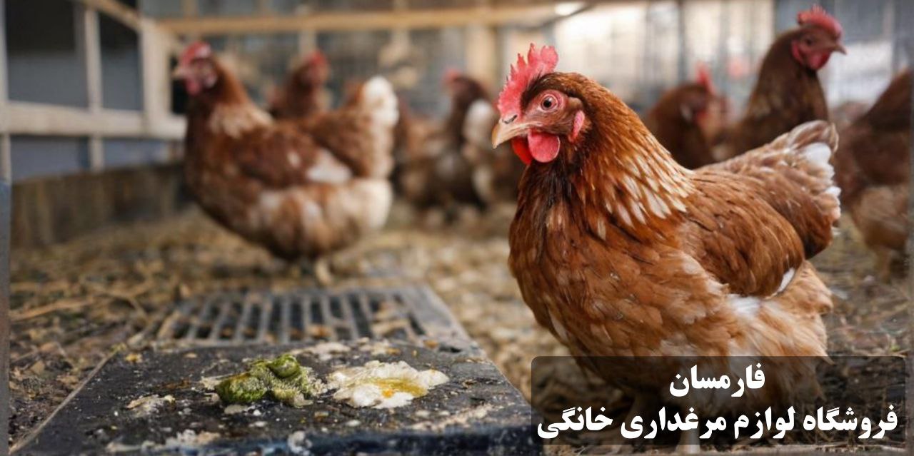 اسهال در مرغ تخمگذار و درمان اسهال