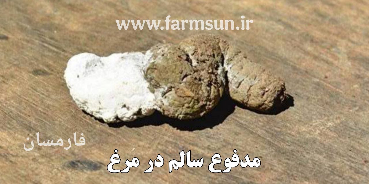 مدفوع سالم در مرغ چگونه است
