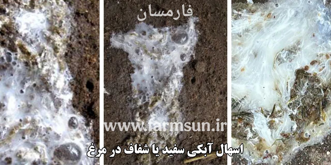 اسهال سفید یا آبکی و شفاف در مرغ