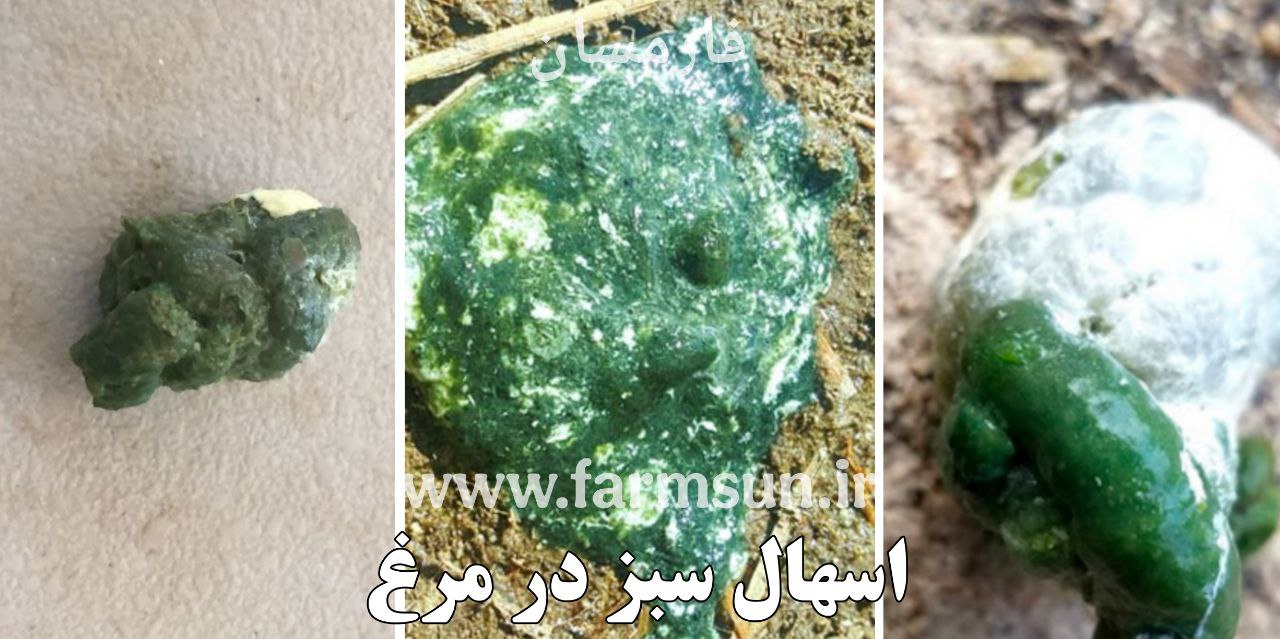 اسهال سبز در مرغ و درمان آن