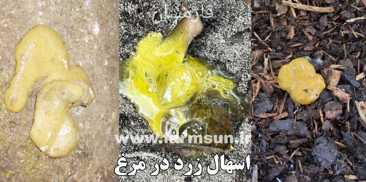 اسهال زرد در مرغ و درمان آن