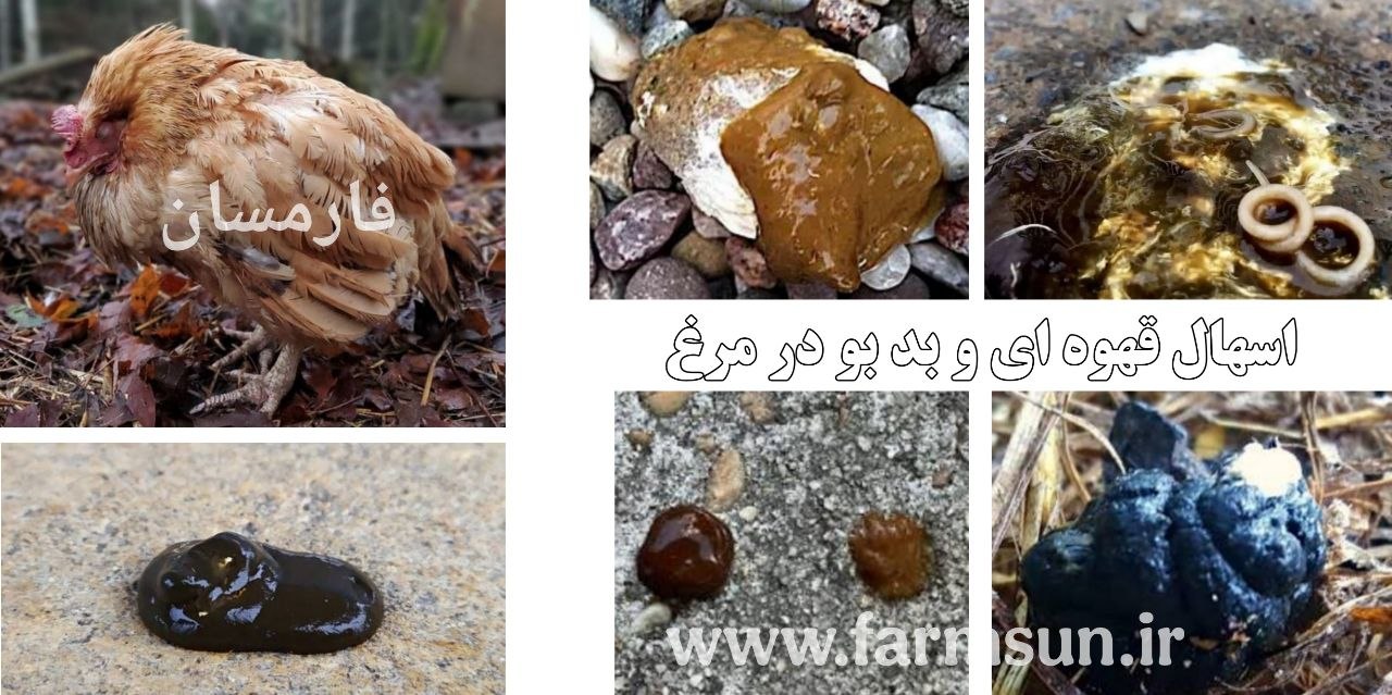 اسهال قهوه ای در مرغ و درمان آن