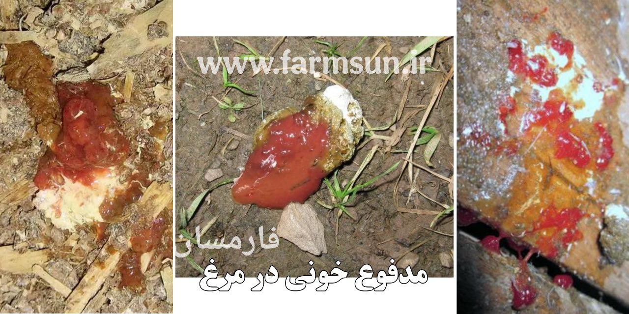 اسهال خونی در مرغ و درمان آن