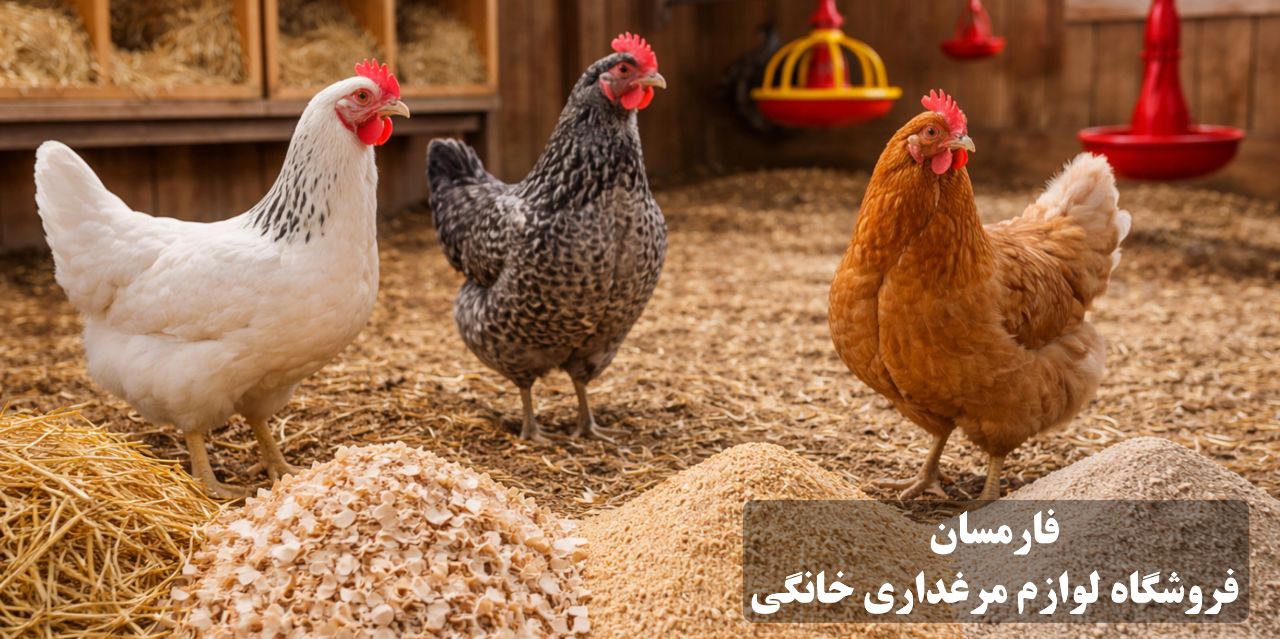 بستر مناسب برای مرغداری خانگی