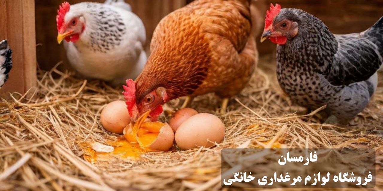 دلایل تخم خواری در مرغ و درمان آن