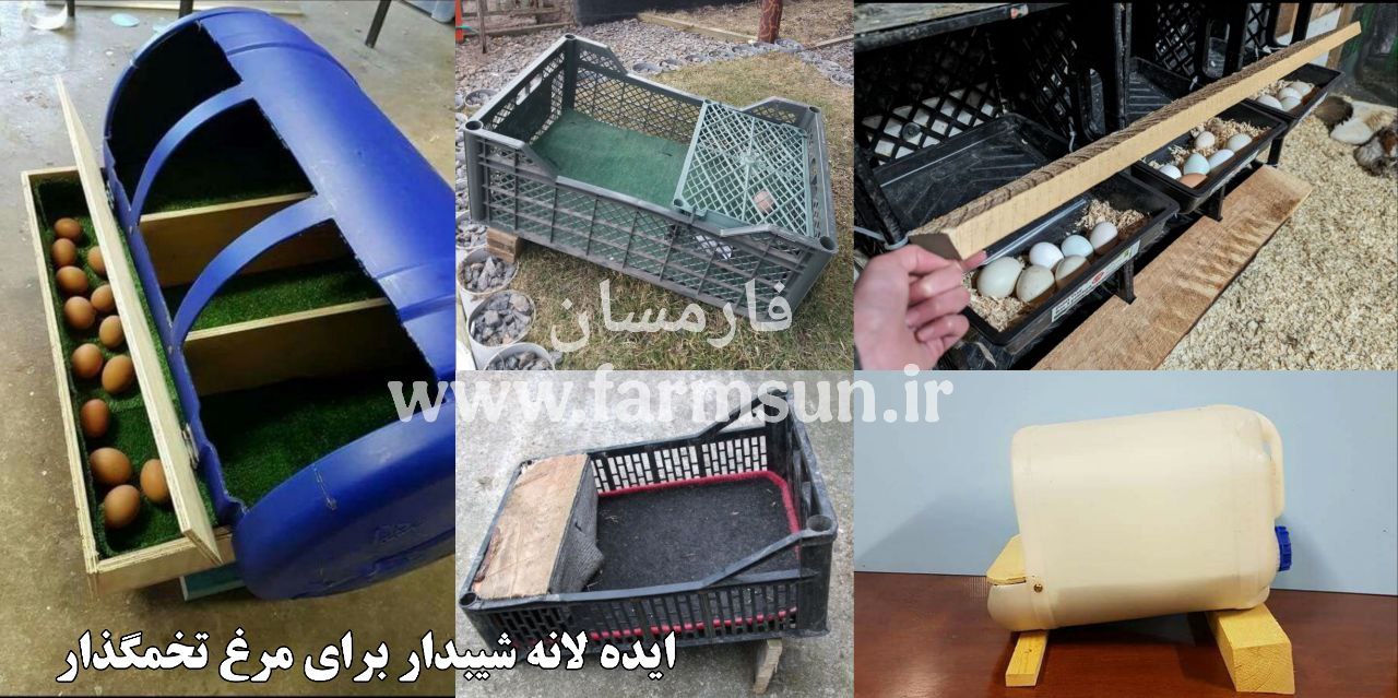 ایده ساخت لانه شیبدار برای مرغ تخمگذار برای جلوگیری از تخم خواری