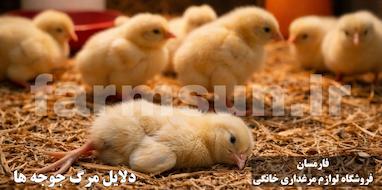 دلایل مرگ جوجه ها بعد از تولد | بررسی کامل علت ها و راه های پیشگیری در مرغداری خانگی