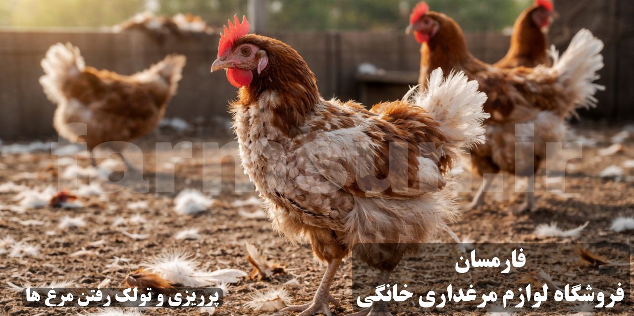 تولک رفتن یا پرریزی مرغ ها