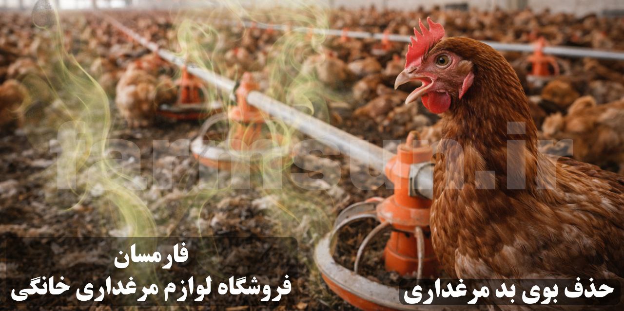 حذف بوی بد آمونیاک در مرغداری