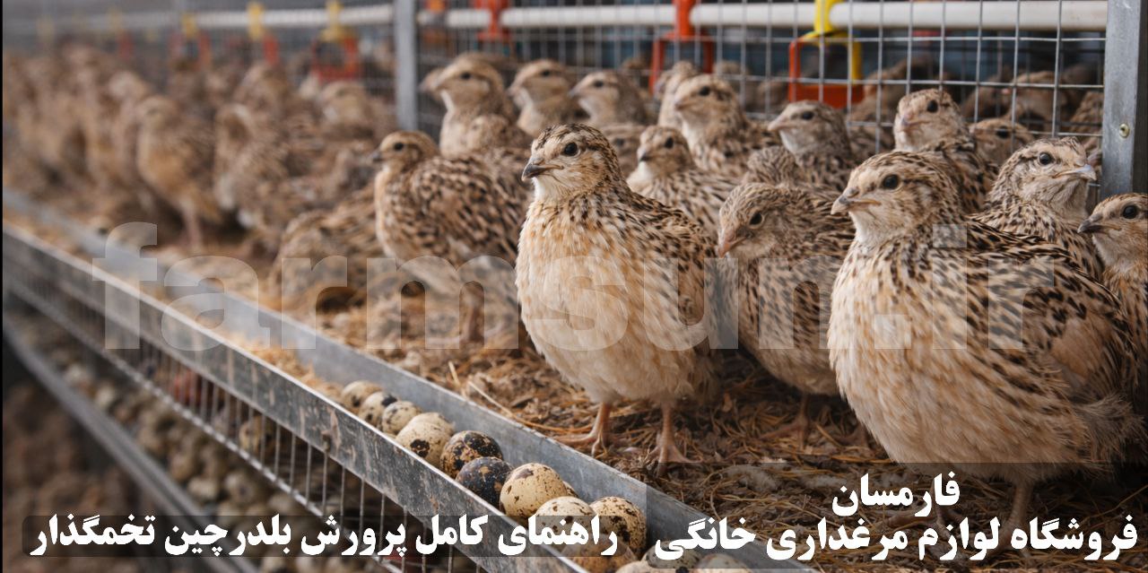 راهنمای کامل پرورش بلدرچین در خانه