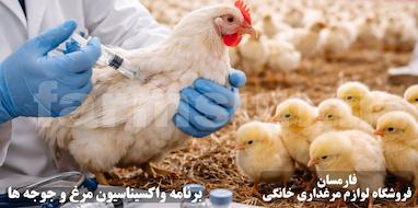 برنامه کامل واکسیناسیون مرغ تخم گذار در مرغداری خانگی (از جوجه تا بالغ)