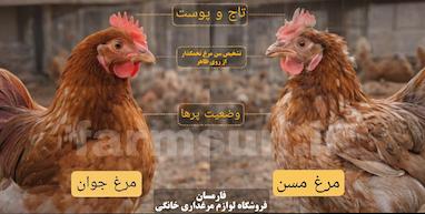 تشخیص سن مرغ تخمگذار از روی ظاهر، پا، تاج و تخم (راهنمای کامل و دقیق)