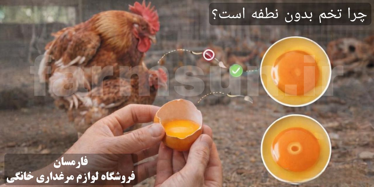 چرا تخم بدون نطفه میشود؟ و درمان آن