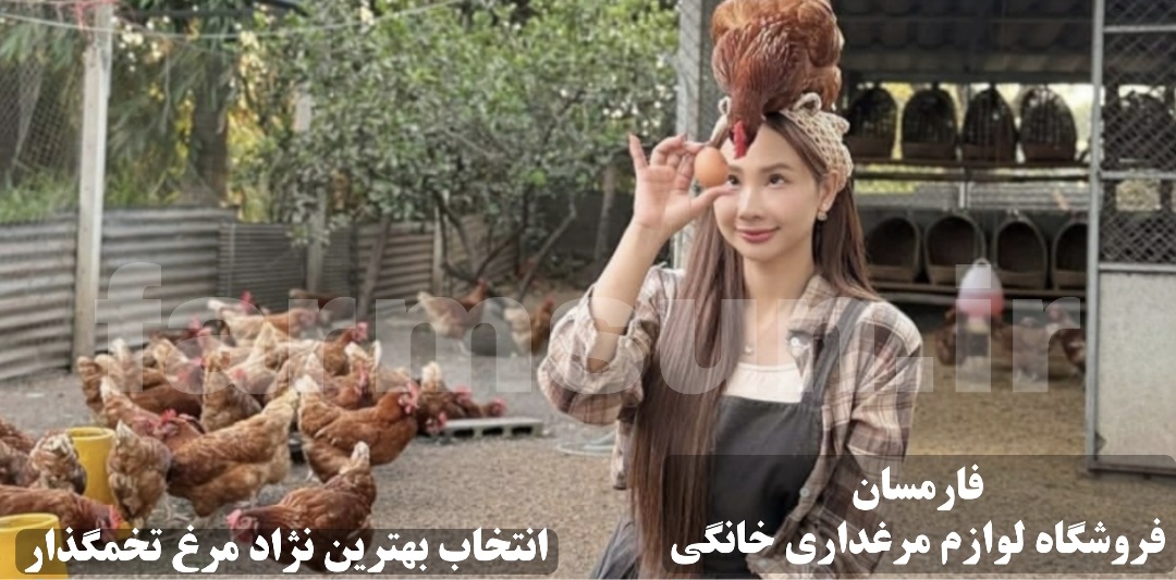انتخاب بهترین نژاد مرغ تخمگذار برای پرورش خانگی