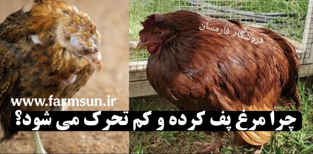 علت و درمان کم تحرکی و پف کردن مرغ ها