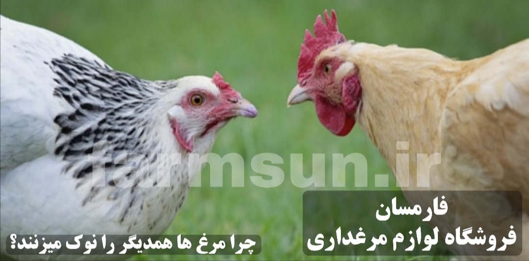 چرا مرغ ها به همدیگر نوک میزنند؟ درمان آن