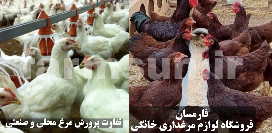 تفوات پرورش مرغ صنعتی و محلی