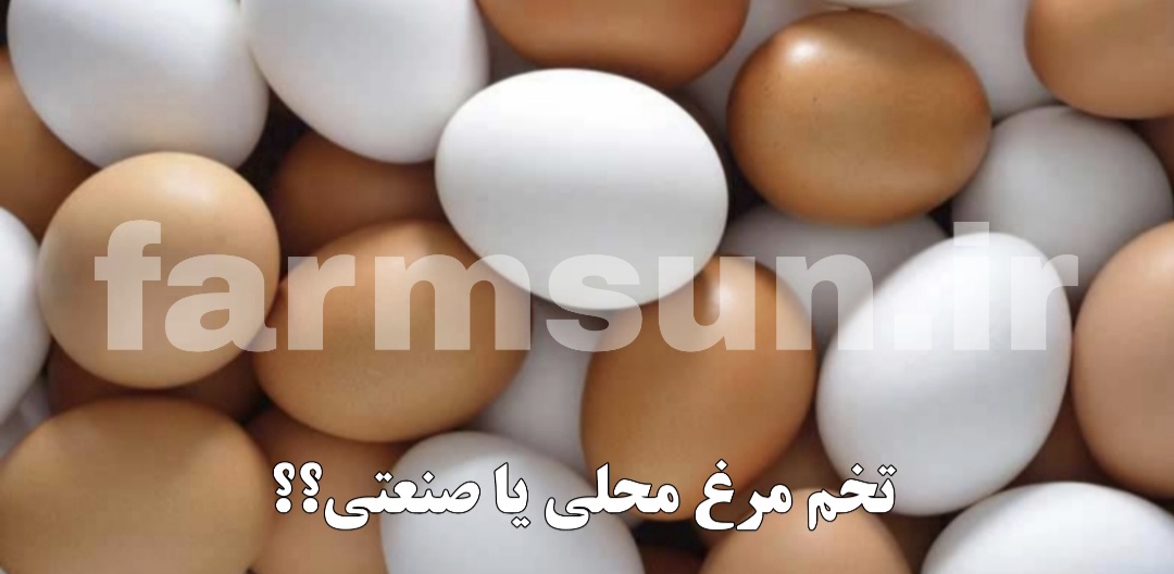 تخم مرغ محلی بهتر است یا تخم مرغ صنعتی؟