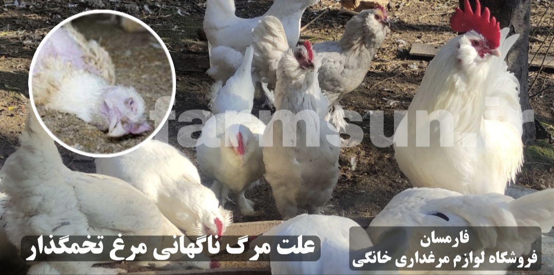 چرا مرغ ناگهان میمیرد؟ پیشگیری از تلفات مرغ تخمگذار