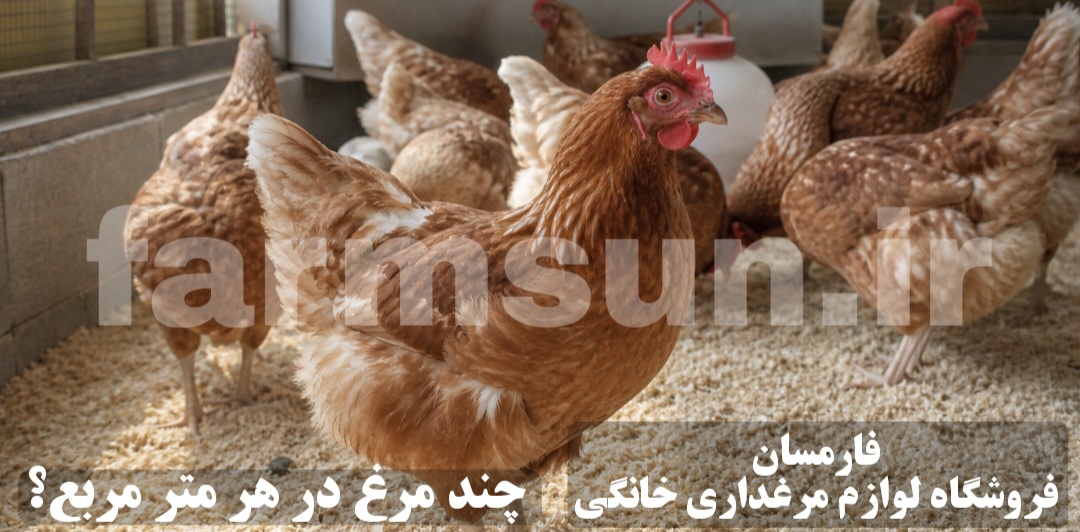 فضای مناسب برای نگهداری مرغ تخمگذار