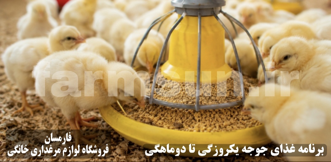 بهترین دان جوجه یکروزه تا دوماهگی