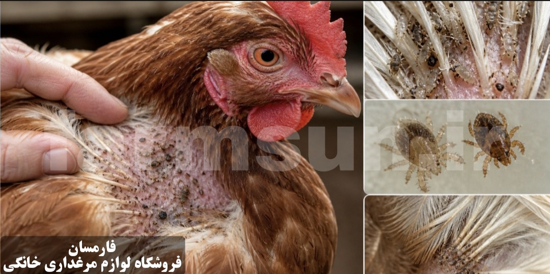 شپش و کنه در مرغ ها و درمان آن