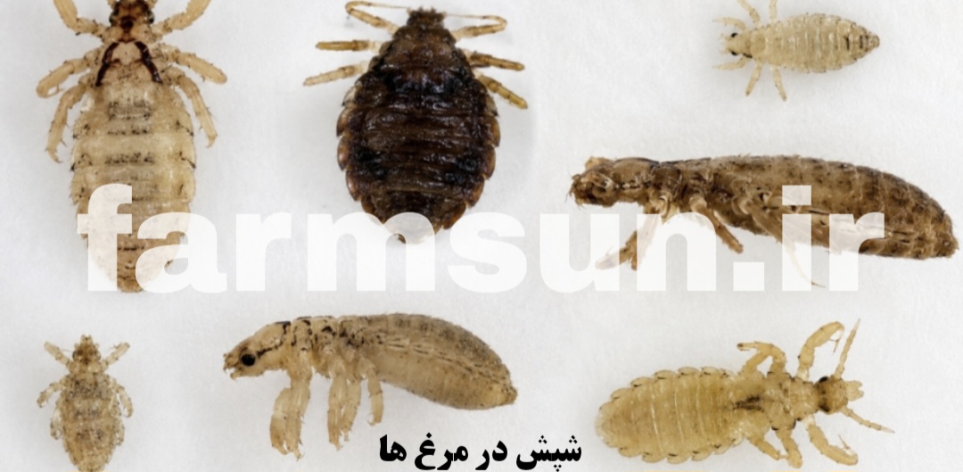 انواع شپش در مرغ ها