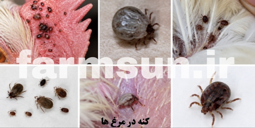 کنه در مرغ ها