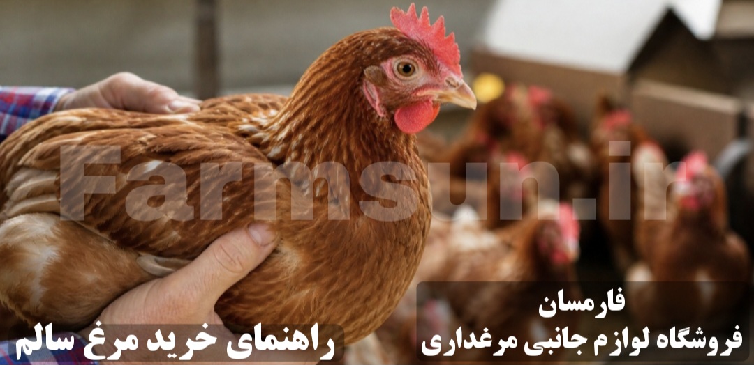 راهنمای خرید مرغ تخمگذار سالم