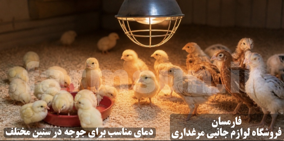 بهترین دما برای سنین مختلف جوجه ها