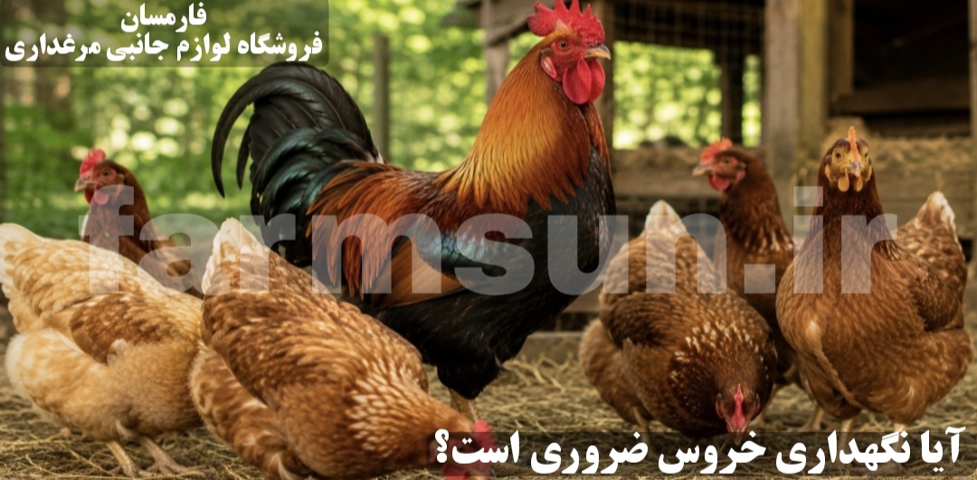 نسبت خروس به مرغ ها