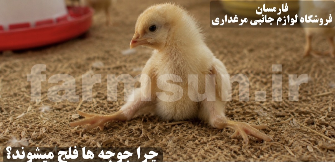 علت فلجی و درمان جوجه ها