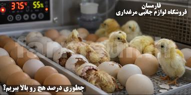 چگونه درصد هچ را در دستگاه جوجه کشی بالا ببریم؟ راهنمای کامل افزایش راندمان جوجه کشی