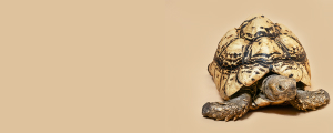 درمانی
